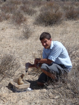 weighing a meerkat