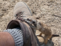 meerkat pups love shoelaces!?